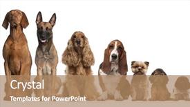  Presentation with dog - Beautiful slides featuring group of brown dogs sitting backdrop and a coral colored foreground