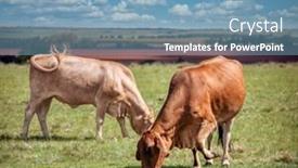  Presentation with south africa - Presentation enhanced with group-of-bulls-grazing background and a teal colored foreground