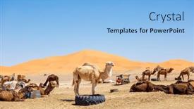  Presentation with sahara - Presentation featuring group-of-camel-in-sahara background and a light blue colored foreground