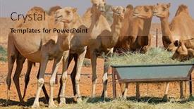  Presentation with emirates - Amazing theme having group-of-camels backdrop and a coral colored foreground