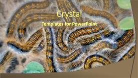  Presentation with natural - Presentation theme enhanced with group-of-caterpillars-in-natural background and a  colored foreground