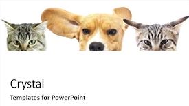  Presentation with cats - Cool new theme with beagle puppy kitten - group of cats and dog backdrop and a white colored foreground