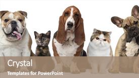  Presentation with dog - Amazing slide deck having group of cats and dogs backdrop and a coral colored foreground