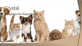  Presentation with cats - Cool new PPT theme with  backdrop and a  colored foreground.