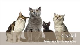  Presentation with cats - Presentation theme enhanced with group of cats in front of a white background background and a coral colored foreground