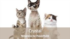  Presentation with cats - Colorful slide set enhanced with group of cats sitting isolated backdrop and a coral colored foreground