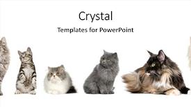  Presentation with siberian cat - Cool new PPT theme with group of cats backdrop and a white colored foreground
