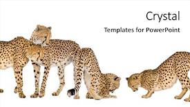  Presentation with cheetah - Cool new presentation with group of cheetah backdrop and a white colored foreground
