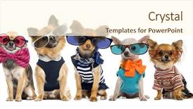  Presentation with dog - Presentation design enhanced with group of chihuahuas dressed wearing background and a cream colored foreground