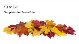  Presentation with autumn leaves - Amazing theme having group of colorful autumn leaves backdrop and a white colored foreground