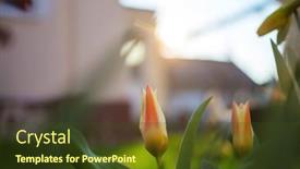  Presentation with tulip - Colorful presentation design enhanced with group-of-colorful-tulip backdrop and a tawny brown colored foreground