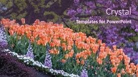  Presentation with tulip - PPT theme having group-of-colorful-tulip background and a tawny brown colored foreground