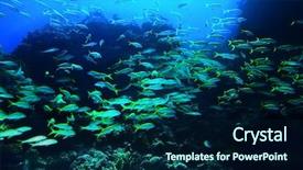  Presentation with blue water - PPT theme consisting of group of coral fish blue background and a  colored foreground