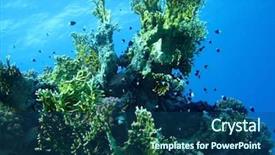  Presentation with blue water - Colorful slide set enhanced with group of coral fish blue backdrop and a  colored foreground