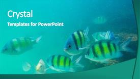  Presentation with krabi - Audience pleasing presentation consisting of group of coral fish backdrop and a  colored foreground