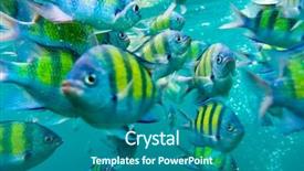  Presentation with focus group - Presentation theme with group of coral fish background and a ocean colored foreground