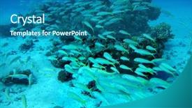  Presentation with coral - Colorful theme enhanced with group of coral fish backdrop and a ocean colored foreground