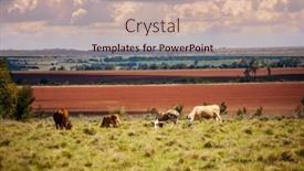  Presentation with south africa - Theme having group-of-cows-grazing background and a soft green colored foreground