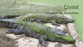  Presentation with green lake - Colorful theme enhanced with group of crocodiles lying on the lake with green slime backdrop and a mint green colored foreground