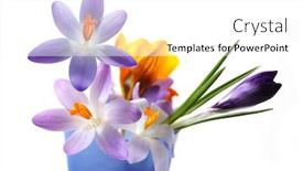  Presentation with measurement - Audience pleasing presentation consisting of group of crocus in different color in a blue medicine measurement cup backdrop and a white colored foreground