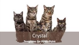  Presentation with cats - Amazing PPT theme having group-of-crossbreed-cats-sitting backdrop and a tawny brown colored foreground
