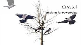  Presentation with oak tree - Colorful slide deck enhanced with group of crows near bare backdrop and a white colored foreground
