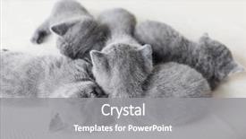  Presentation with group - PPT theme consisting of group of cuddling little furry background and a  colored foreground