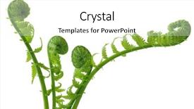  Presentation with fern - PPT theme with group of curly ferns isolated background and a white colored foreground