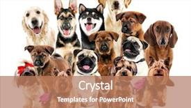  Presentation with dogs - Colorful PPT layouts enhanced with group of cute dogs backdrop and a coral colored foreground