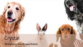  Presentation with animal collage - Audience pleasing slide set consisting of group of cute fluffy animals backdrop and a coral colored foreground