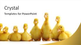  Presentation with summer camp group of diverse - Presentation featuring group of cute little ducklings background and a white colored foreground