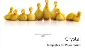  Presentation with camera - Presentation featuring group of cute little ducklings background and a white colored foreground