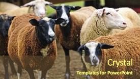  Presentation with sheep - Beautiful presentation theme featuring group of cute sheep standing backdrop and a tawny brown colored foreground
