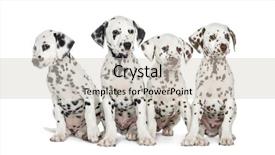  Presentation with group of wildlife crocodile isolated - Cool new PPT theme with group of dalmatian puppies sitting isolated on white backdrop and a soft green colored foreground