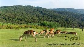  Presentation with deer - Theme having group-of-deer-in-mount background and a gold colored foreground