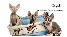  Presentation with group - PPT layouts enhanced with group of devon rex kittens background and a white colored foreground