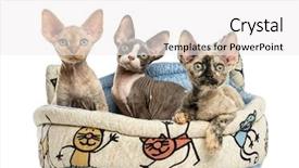  Presentation with group of companies - Amazing slide deck having group of devon rex kittens backdrop and a white colored foreground