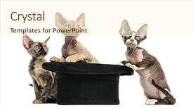  Presentation with 3d isolated t rex head - Beautiful PPT layouts featuring group of devon rex kittens backdrop and a cream colored foreground