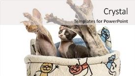  Presentation with group - Colorful PPT theme enhanced with group of devon rex kittens backdrop and a light gray colored foreground
