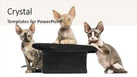  Presentation with group - PPT layouts consisting of group of devon rex kittens background and a lemonade colored foreground