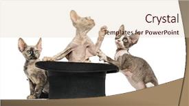 Presentation with group - Theme with group of devon rex kittens background and a lemonade colored foreground