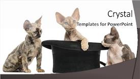  Presentation with group - Slides having group of devon rex kittens background and a white colored foreground