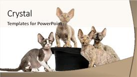  Presentation with group - PPT layouts featuring group of devon rex kittens background and a  colored foreground