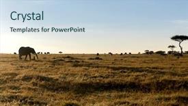  Presentation with animal nature - Presentation theme having group of different herbivore animals background and a light blue colored foreground