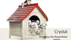  Presentation with dog park dogs plays - PPT theme having black metal roof - group of dog puppies playing background and a soft green colored foreground