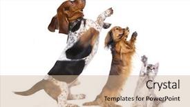  Presentation with dog - Presentation design having group of dog standing background and a coral colored foreground