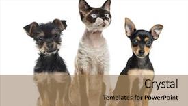  Presentation with dog cat stethescope - Slide deck featuring group of dogs and cat background and a coral colored foreground