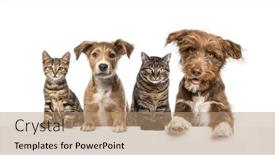  Presentation with dogs cats - PPT theme featuring group-of-dogs-and-cats background and a coral colored foreground