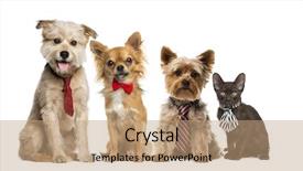  Presentation with dogs cats - Audience pleasing presentation design consisting of group of dogs and cats backdrop and a coral colored foreground