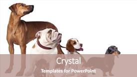  Presentation with cats - Amazing presentation theme having group of dogs and cats backdrop and a coral colored foreground